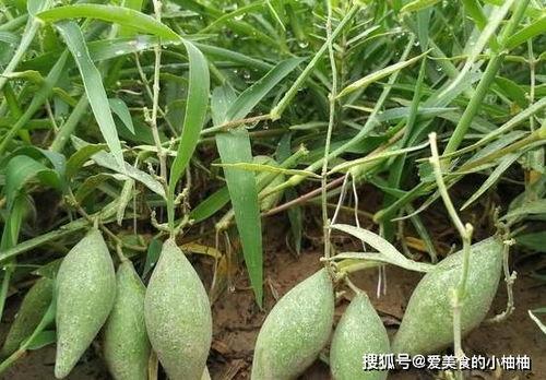 怎么吃山里的瓜,探索自然美味的新吃法