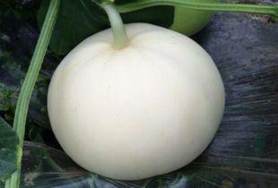 吃头孢可以吃梨瓜吗,梨瓜能一起食用吗？