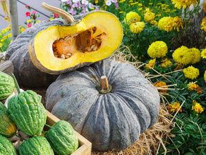 吃头孢可以吃梨瓜吗,梨瓜能一起食用吗？