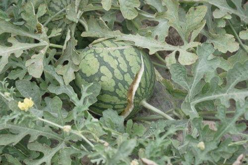 田里拔草吃瓜图片,田间拔草尝鲜，瓜果飘香夏日乐