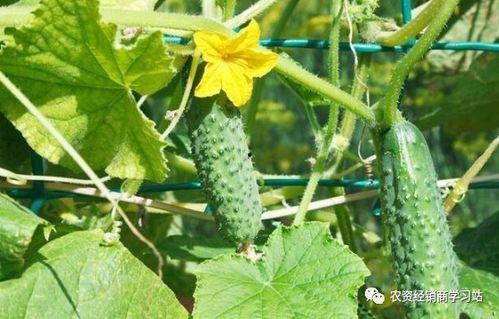 田里拔草吃瓜图片,田间拔草尝鲜，瓜果飘香夏日乐