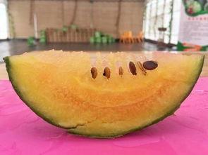 吃瓜收集,吃瓜群众视角下的娱乐圈风云录