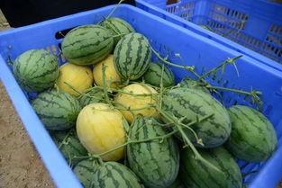 吃色瓜群,一场味蕾与视觉的盛宴之旅