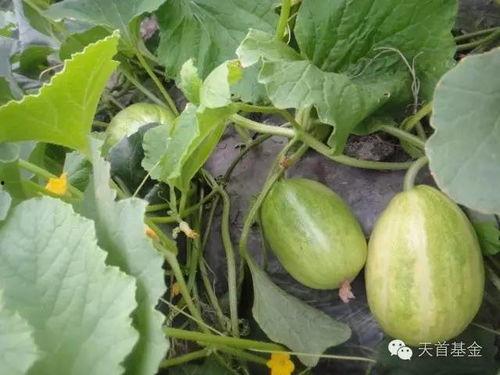 吃瓜就来瓜园了,跟随“吃瓜就来瓜园”探寻美食之旅