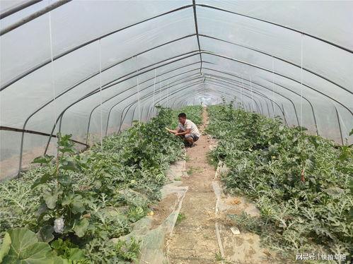 吃瓜就来瓜园了,跟随“吃瓜就来瓜园”探寻美食之旅