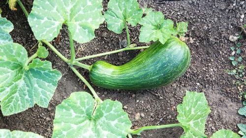 瓠瓜一瓜两吃是什么菜啊,创意家常菜，一瓜两味，美味翻倍