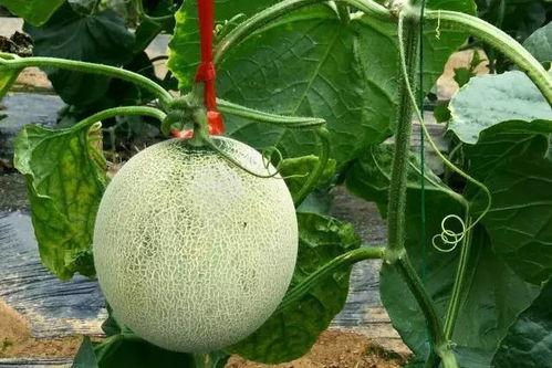 吃瓜超话都有哪些,热门话题背后的娱乐风云