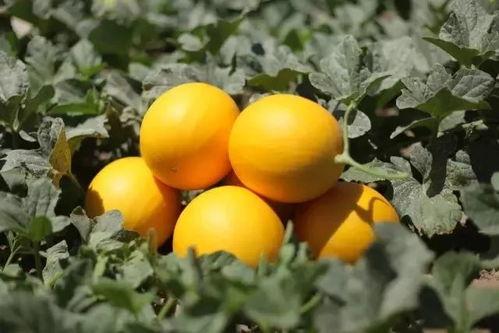 甘肃吃蜜瓜,探寻丝绸之路上的甜蜜之旅