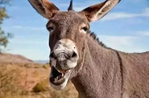 二驴桐桐吃瓜,揭秘娱乐圈幕后真相