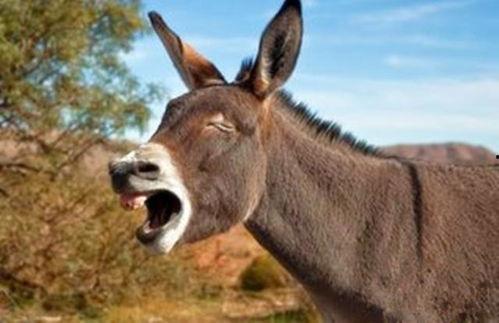 二驴桐桐吃瓜,揭秘娱乐圈幕后真相