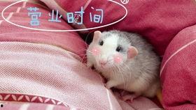 小屁酱吃瓜,揭秘娱乐圈那些不为人知的幕后故事