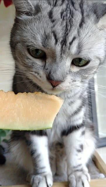 吃瓜少年与猫,一场意外的友谊之旅