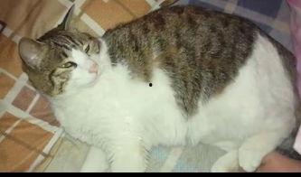 吃瓜少年与猫,一场意外的友谊之旅