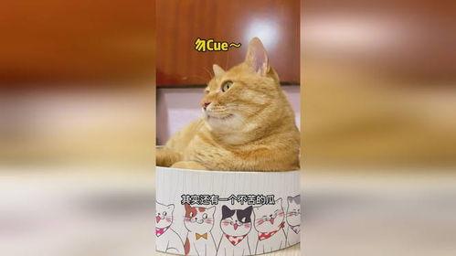 吃瓜少年与猫,一场意外的友谊之旅