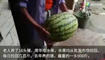 瓜友们吃瓜了视频大全,揭秘吃瓜了视频大全背后的热门话题与精彩瞬间