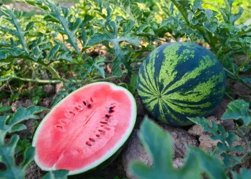 莱芜吃瓜啥意思,网络热词背后的文化现象