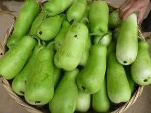 葫芦瓜可以吃么,美味与营养并存，食用指南揭秘