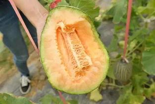 吃南瓜可以吃哈密瓜吗,能否共享美味？