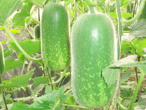 吃瓜村夫,揭秘乡村生活的酸甜苦辣