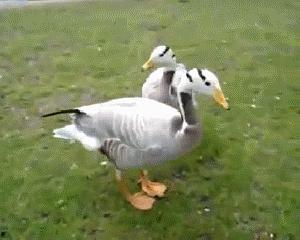 鸭喜欢吃瓜,鸭子的瓜果盛宴