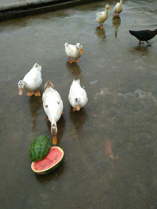 鸭喜欢吃瓜,鸭子的瓜果盛宴