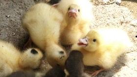 鸭喜欢吃瓜,鸭子的瓜果盛宴