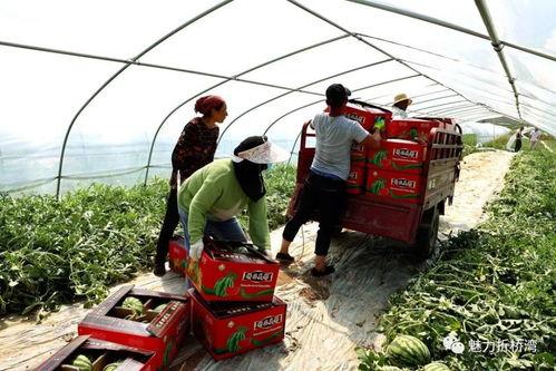 临夏吃瓜情报站,尽享夏日美味盛宴